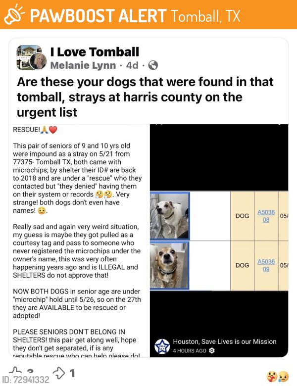 Found/Stray Unknown Dog last seen Unknown , Tomball, TX 77375