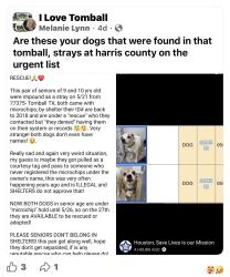 Found/Stray Unknown Dog last seen Unknown , Tomball, TX 77375