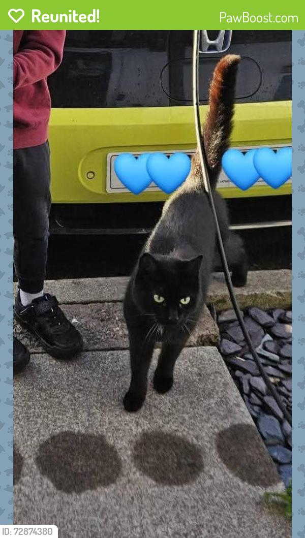 Reunited Male Cat last seen St Mellons , Saint Mellons, Wales CF3 0DQ