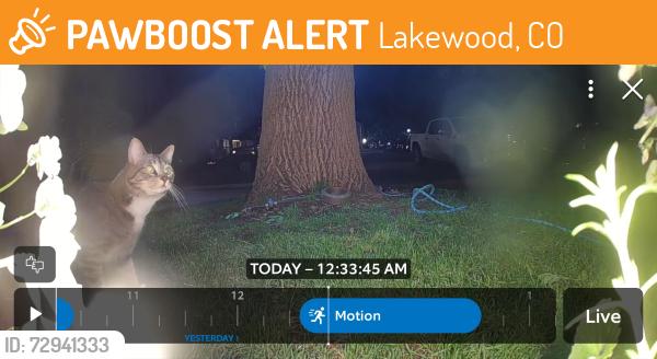 Found/Stray Unknown Cat last seen Estes and Floyd , Lakewood, CO 80227