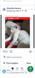Lost Female Cat last seen West sacramento, West Sacramento, CA 95691
