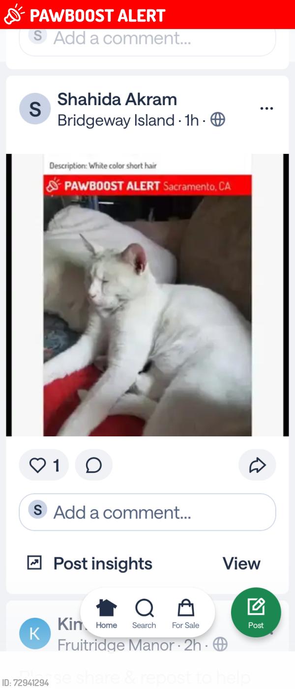 Lost Female Cat last seen West sacramento, West Sacramento, CA 95691