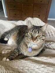 Reunited Female Cat last seen Danbury & Brentwood , Topeka, KS 66612