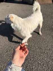 Lost Male Dog last seen Wild Fork-Manhattan Beach, Manhattan Beach, CA 90266