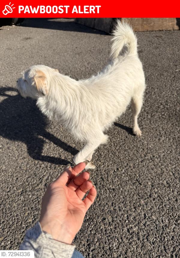 Lost Male Dog last seen Wild Fork-Manhattan Beach, Manhattan Beach, CA 90266