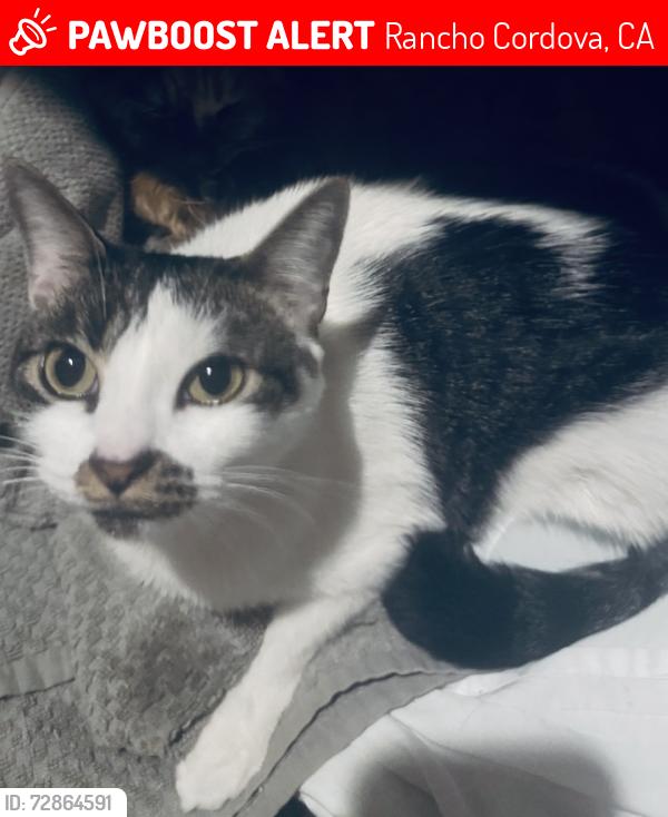 Lost Female Cat last seen W La Loma Drive and Terra Loma Drive, Rancho Cordova, CA 95670