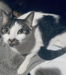 Lost Female Cat last seen W La Loma Drive and Terra Loma Drive, Rancho Cordova, CA 95670