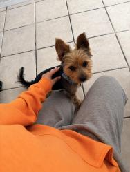 Reunited Male Dog last seen White mission / Indian eagle , Las Vegas, NV 89129