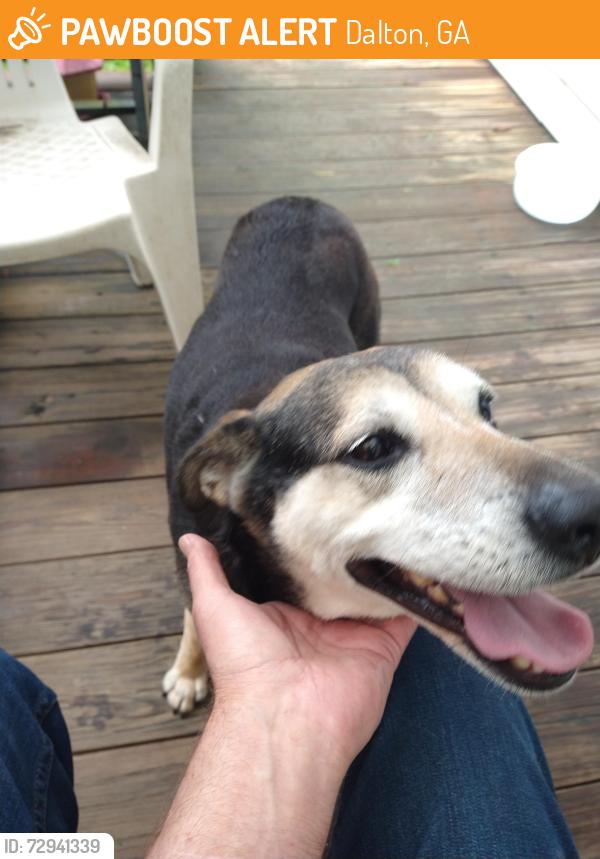 Found/Stray Male Dog last seen Veterans Blvd , Dalton, GA 30719