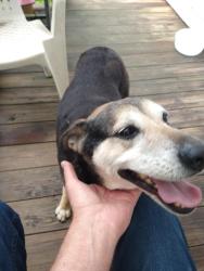 Found/Stray Male Dog last seen Veterans Blvd , Dalton, GA 30719