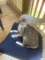 Lost Male Cat last seen Pioneer Ridge Dr and Ben Jones, Clarkesville, GA 30523