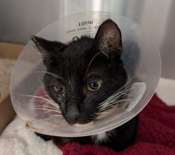 Shelter Stray Male Cat last seen Near Servando Avenue, San Diego, CA, 92154, San Diego, CA 92110