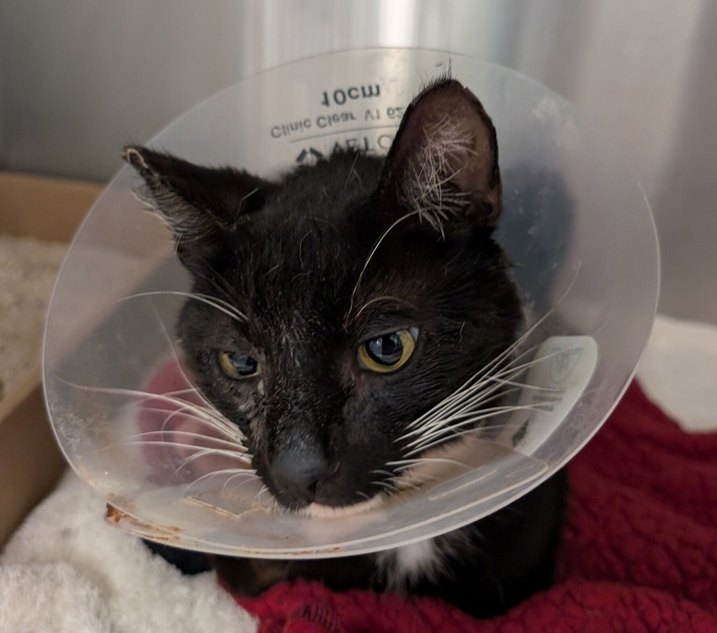 Shelter Stray Male Cat last seen Near Servando Avenue, San Diego, CA, 92154, San Diego, CA 92110