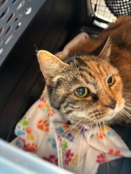 Shelter Stray Female Cat last seen 36th Street, San Diego, CA, 92104, San Diego, CA 92110