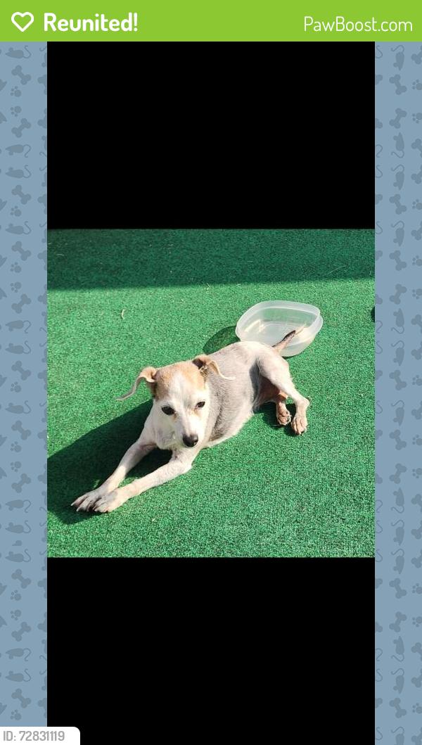 Reunited Female Dog last seen On Mossy Creek Lane between Chaco Hill Lane and Kimble Ledge, Fort Bend County, TX 77407