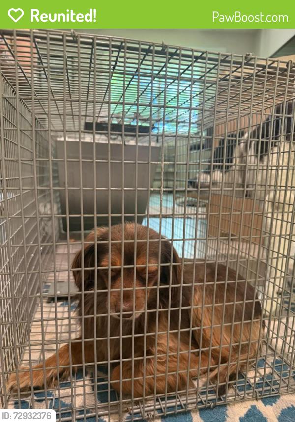 Reunited Male Dog last seen coachlight square, Montrose, NY 10548