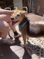 Reunited Female Dog last seen Meadowbrook and Canterbury, Cleveland Heights, OH 44118