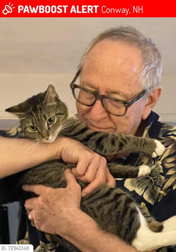 Lost Male Cat last seen Beach camping area, north conway, nh, Conway, NH 03860