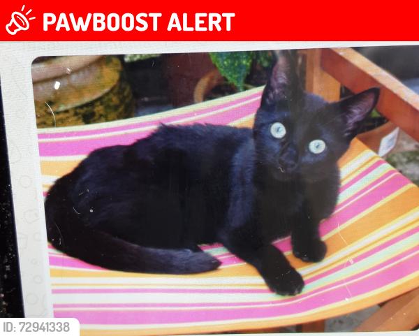 Lost Male Cat last seen Saltwell Park gateshead, Tyne and Wear, England NE8 4SF
