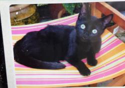 Lost Male Cat last seen Saltwell Park gateshead, Tyne and Wear, England NE8 4SF