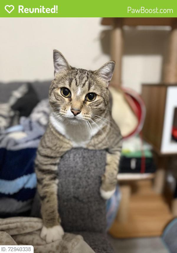 Reunited Male Cat last seen Witte Rd SE & 267th, Maple Valley, WA 98038