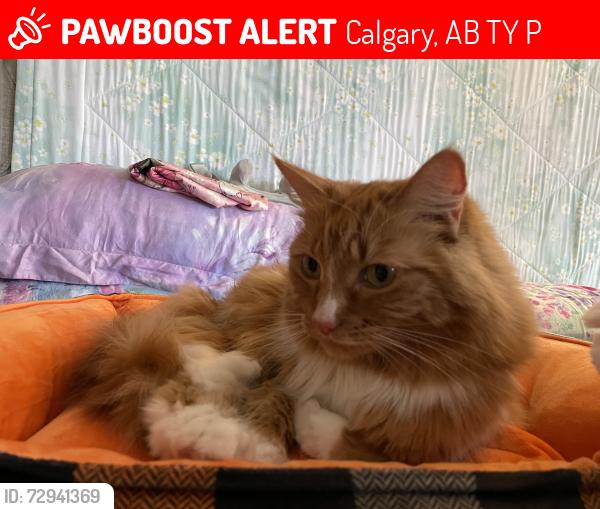 Lost Female Cat last seen Evercreek, evergreen, Calgary, AB T2Y 4P7
