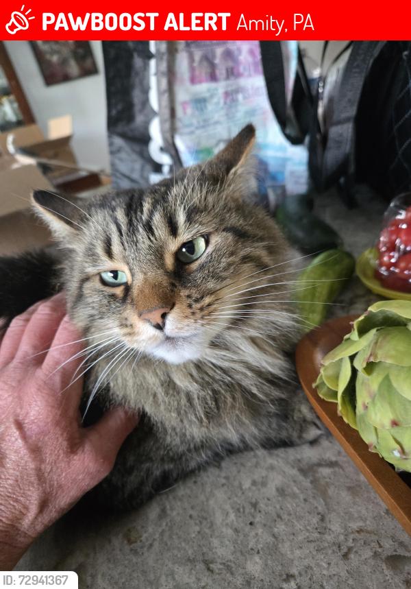 Lost Male Cat last seen 2 miles from Lone Pine exit of 79, Amity, PA 15311