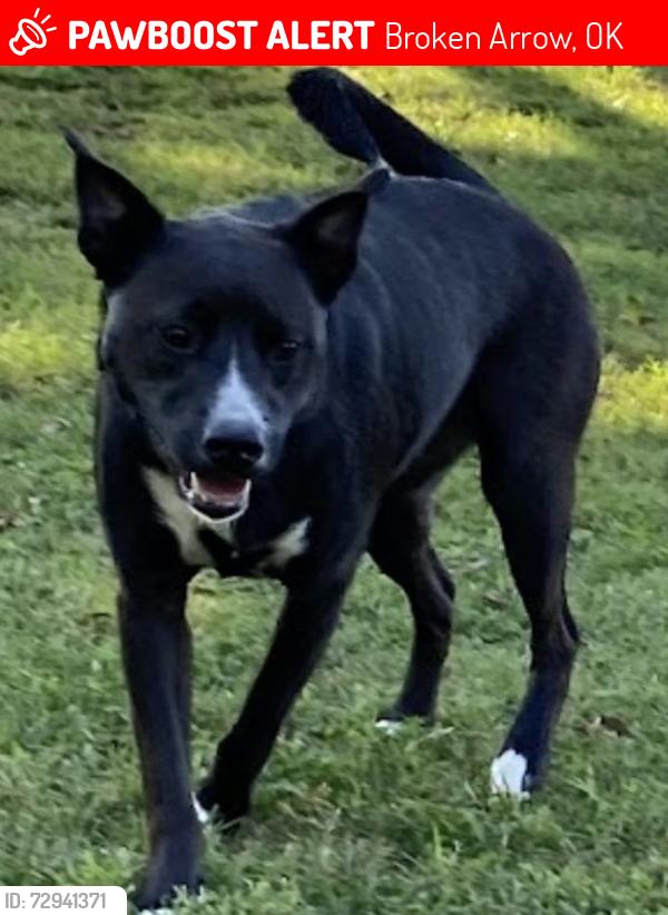 Lost Male Dog last seen Eastborough Neighborhood , Broken Arrow, OK 74014