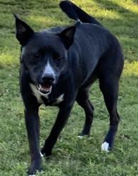 Lost Male Dog last seen Eastborough Neighborhood , Broken Arrow, OK 74014
