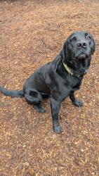 Reunited Male Dog last seen Highway 26, Williams Rd, Kathy Lane, Pioneer, CA 95666