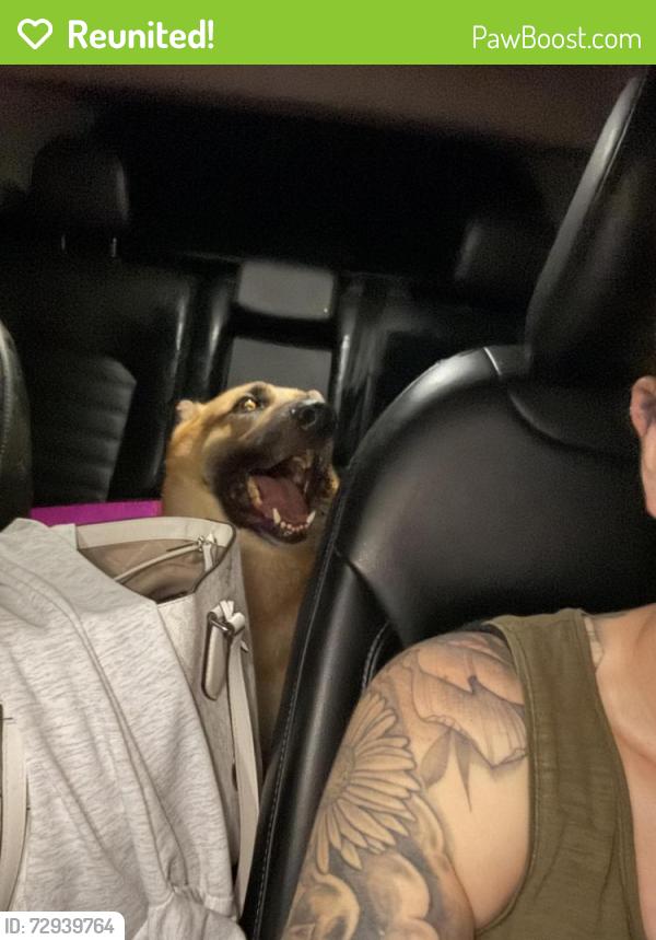 Reunited Male Dog last seen Lovelady Rd, Valdese, NC 28690