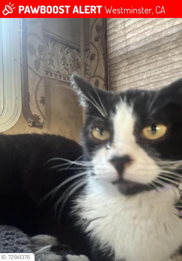 Lost Female Cat last seen westminster mall, Westminster, CA 92683