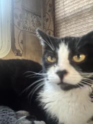 Lost Female Cat last seen westminster mall, Westminster, CA 92683