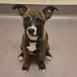 Shelter Stray Male Dog last seen , Norman, OK 73072