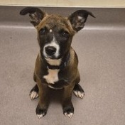 Shelter Stray Male Dog last seen , Norman, OK 73072