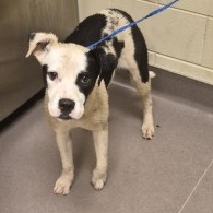 Shelter Stray Female Dog last seen , Norman, OK 73072