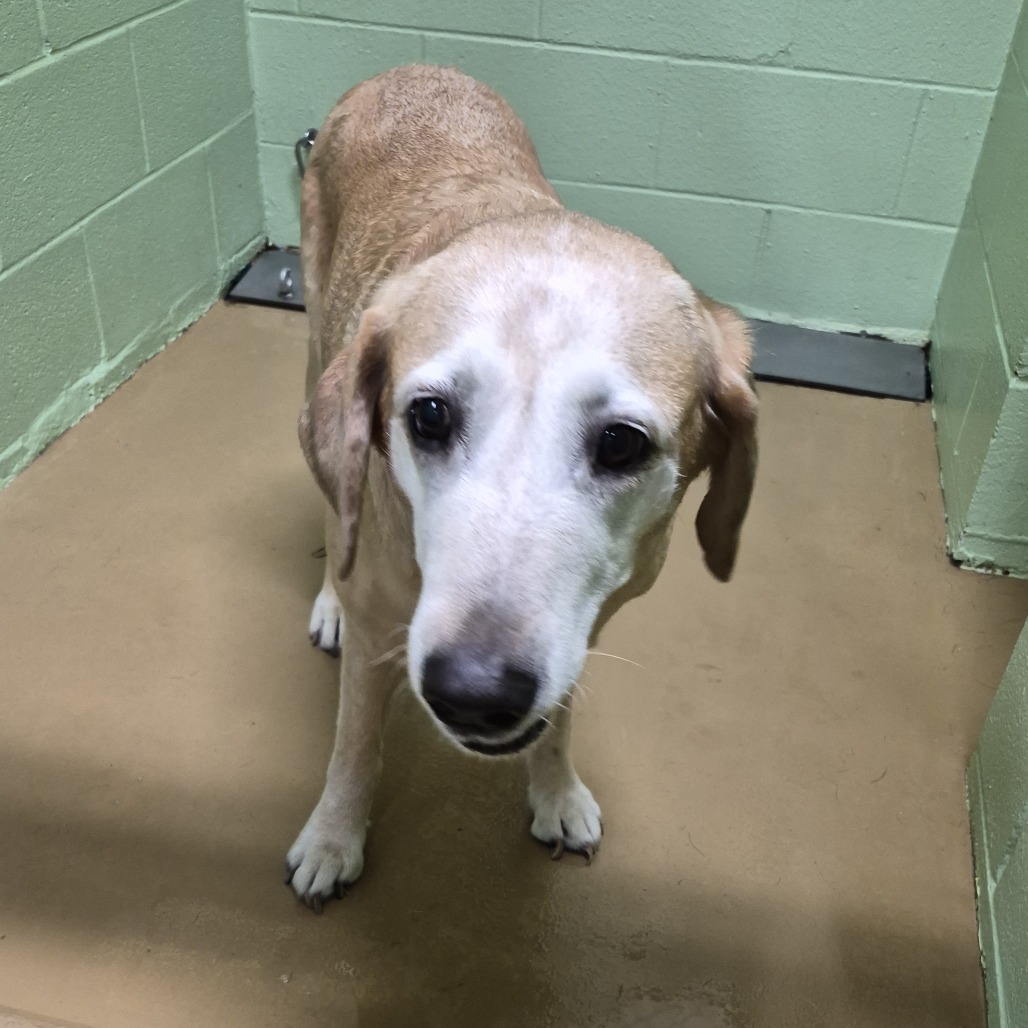 Shelter Stray Female Dog last seen , Portland, TX 78374