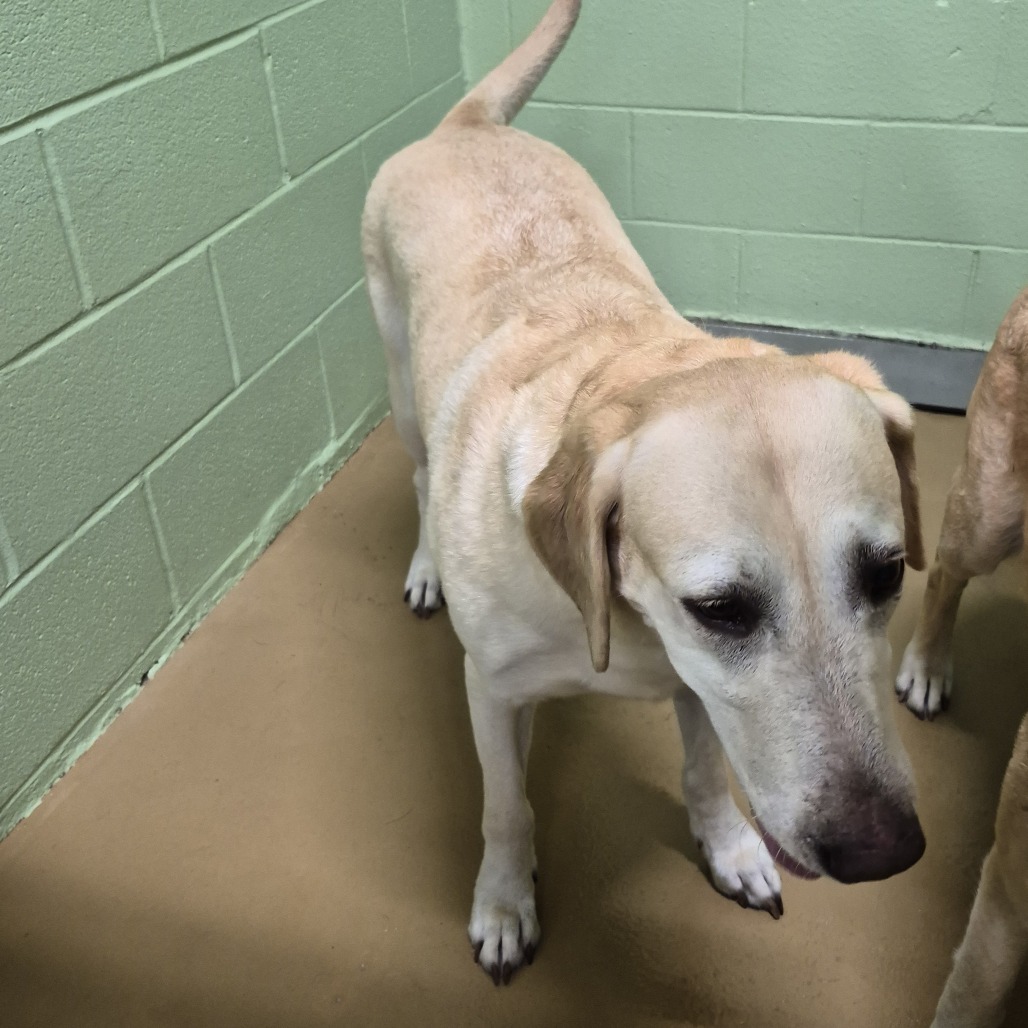 Shelter Stray Female Dog last seen , Portland, TX 78374