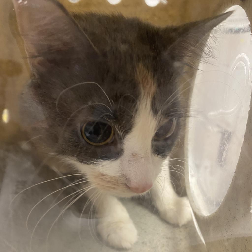 Shelter Stray Female Cat last seen , Philadelphia, PA 19140