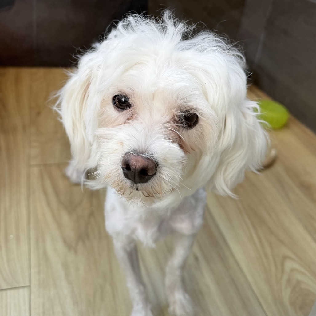 Shelter Stray Female Dog last seen , Philadelphia, PA 19140