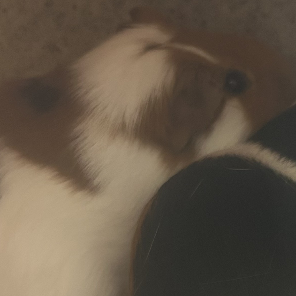 Shelter Stray Male Other last seen , Philadelphia, PA 19140
