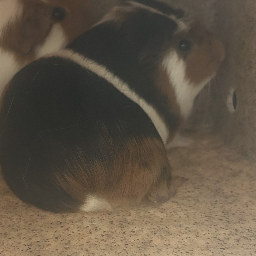 Shelter Stray Male Other last seen , Philadelphia, PA 19140