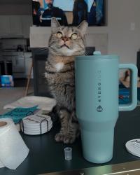Lost Male Cat last seen N Overlook Trl, Round Lake, IL 60073