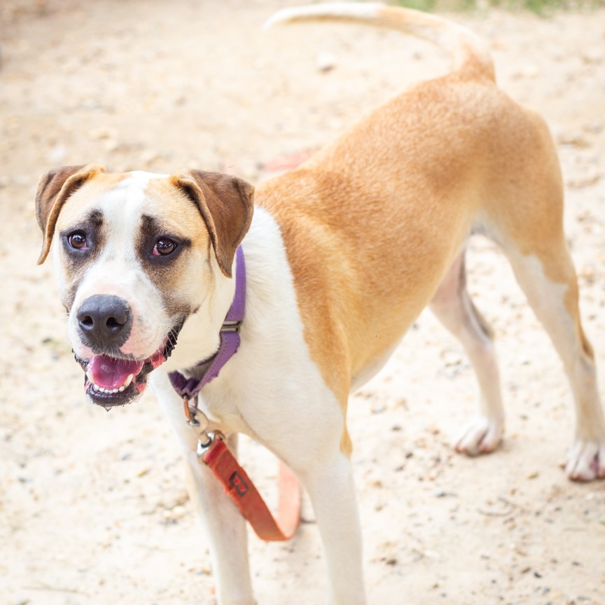 Shelter Stray Male Dog last seen , Hattiesburg, MS 39401