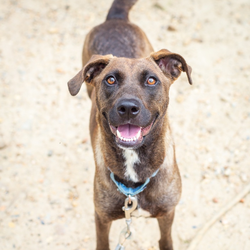 Shelter Stray Female Dog last seen , Hattiesburg, MS 39401