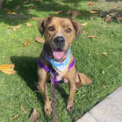 Shelter Stray Female Dog last seen , Los Angeles, CA 90018