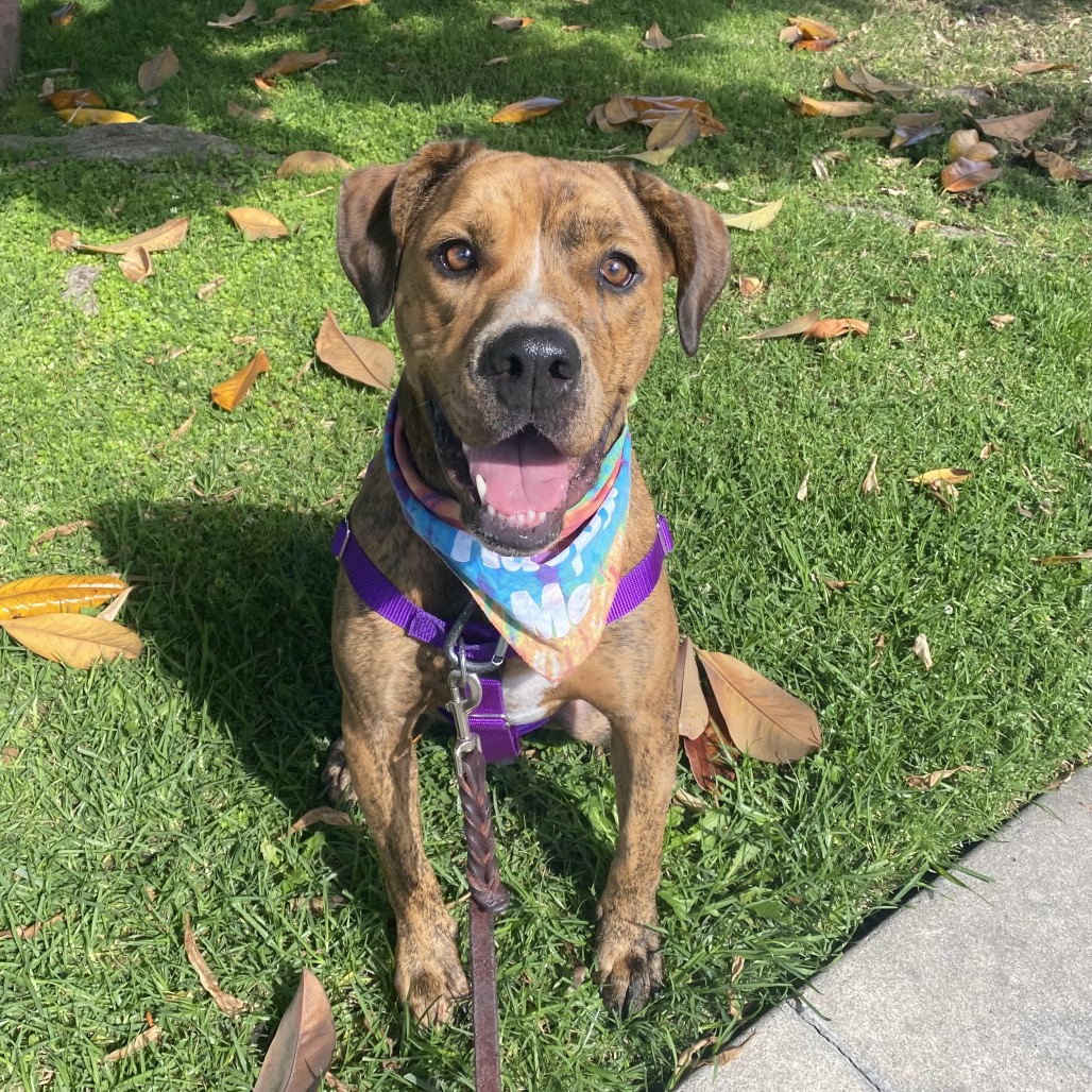 Shelter Stray Female Dog last seen , Los Angeles, CA 90018