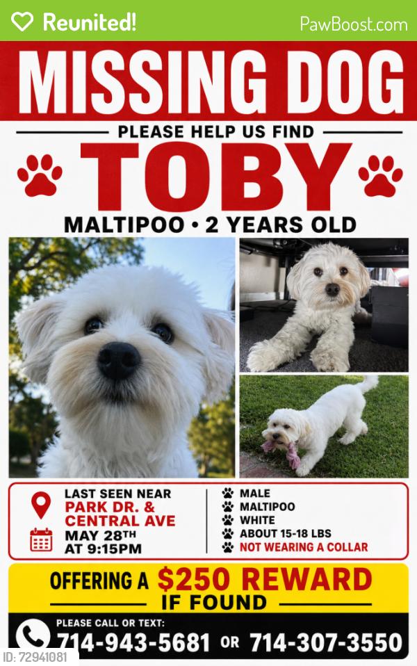 Reunited Male Dog last seen Segerstrom and Bristol, Santa Ana, CA 92707