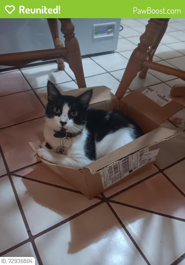 Reunited Male Cat last seen Philatelic Dr , Spring Hill, FL 34606