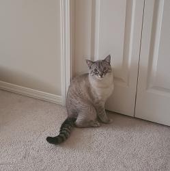 Lost Male Cat last seen McMillian Place, Edmonton, AB T6W